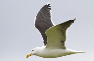 Lesser black backed gull