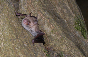 A Natterer's bat emerging from a crack in a tree trunk