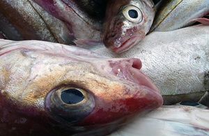 picture of fish (demersal species)