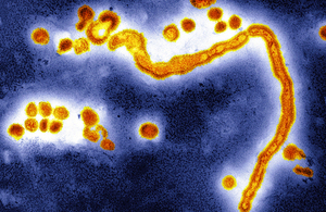 Influemza pathogen