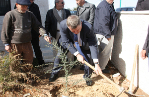 olive planting