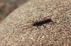 Stonefly - Brachyptera putata (male)