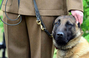 Military Working Dogs