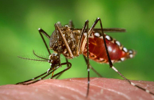 Amosquito from Lores aedes species