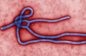 Ebola virus