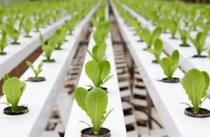 Image of seedlings growing in a greenhouse