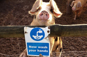 Pig leaning over a fence which displays a wash your hands sign