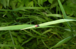 A ricinus tick on a blade of grass