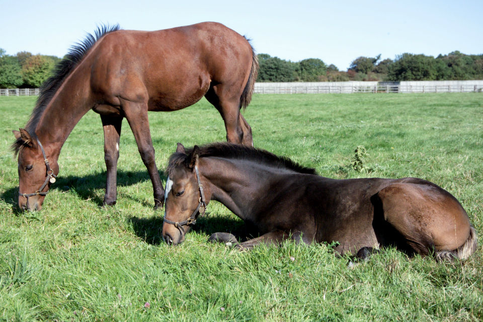New Protection For Horses As Fly Grazing Act Comes Into Force Gov Uk