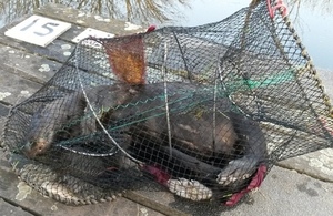 Otter killed by illegal crayfish trap