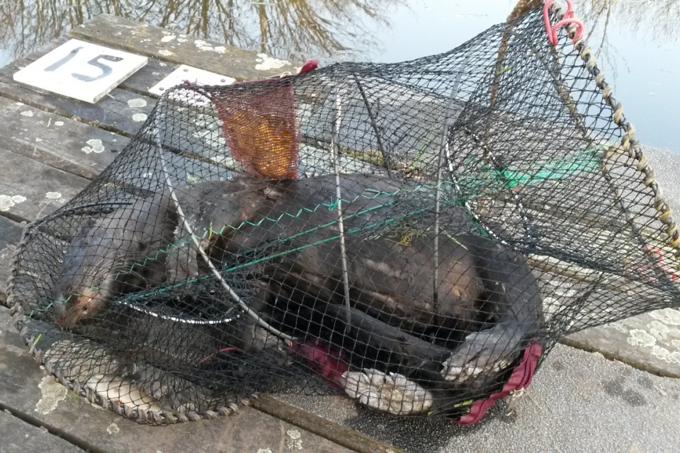 Otter Friendly Rot-proof UK Legal Plastic Swedish Crayfish Trap