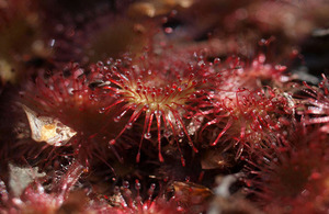 A close up photograph of a round-leaved sundew, one of the special plants to be found at Skipwith Common national nature reserve
