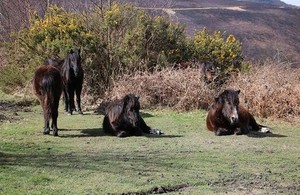 A group of Dartmor ponies at Natural England's East Dartmoor National Nature Reserve