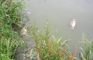 KHV disease in carp