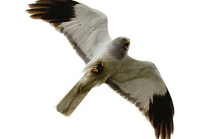 Male hen harrier in flight