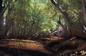 A dense mangrove forest. Credit: Blue Ventures-Garth Cripps