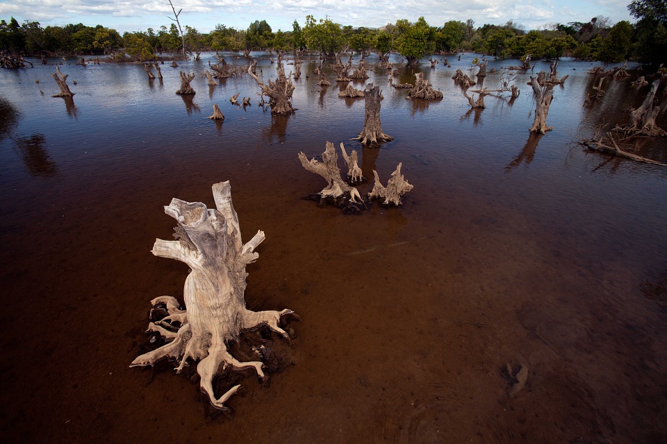 Open water with only mangrove stumps showing above the water. Credit: Blue Ventures-Garth Cripps