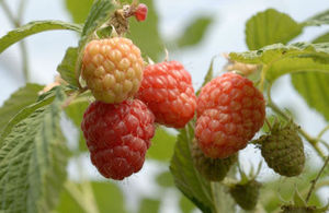 Raspberries. Cor