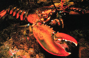 Homarus americanus