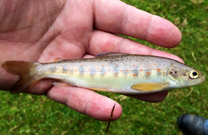 Example of juvenile salmon found in river