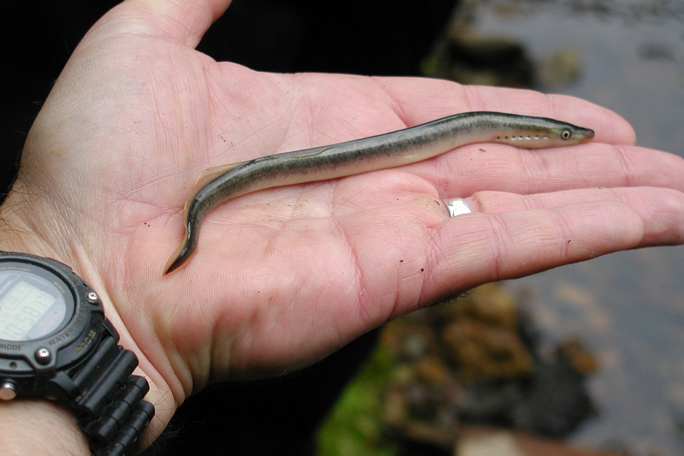A Brook lamprey found in Kex Beck, Yorkshire