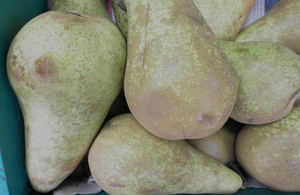 Image of pears with rots