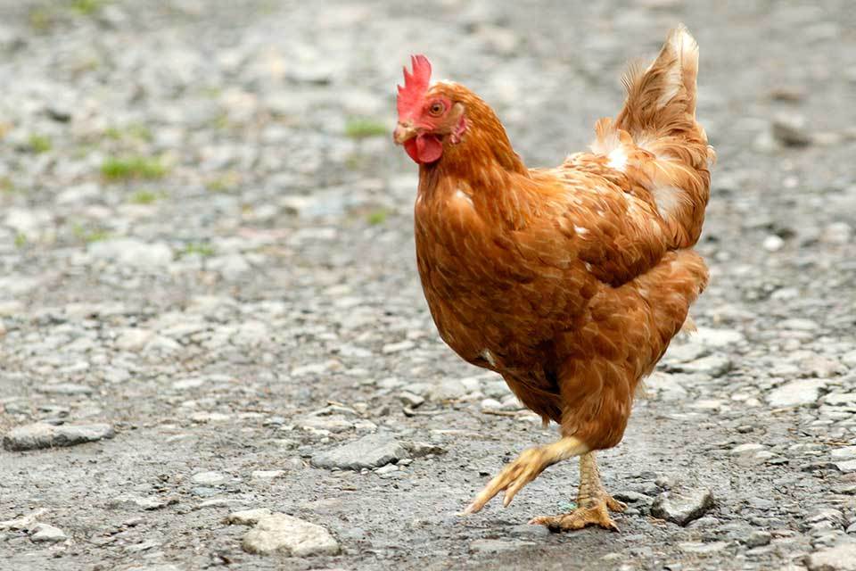 Restrictions lifted following the July 2015 case of avian ...