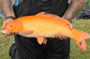 Koi carp