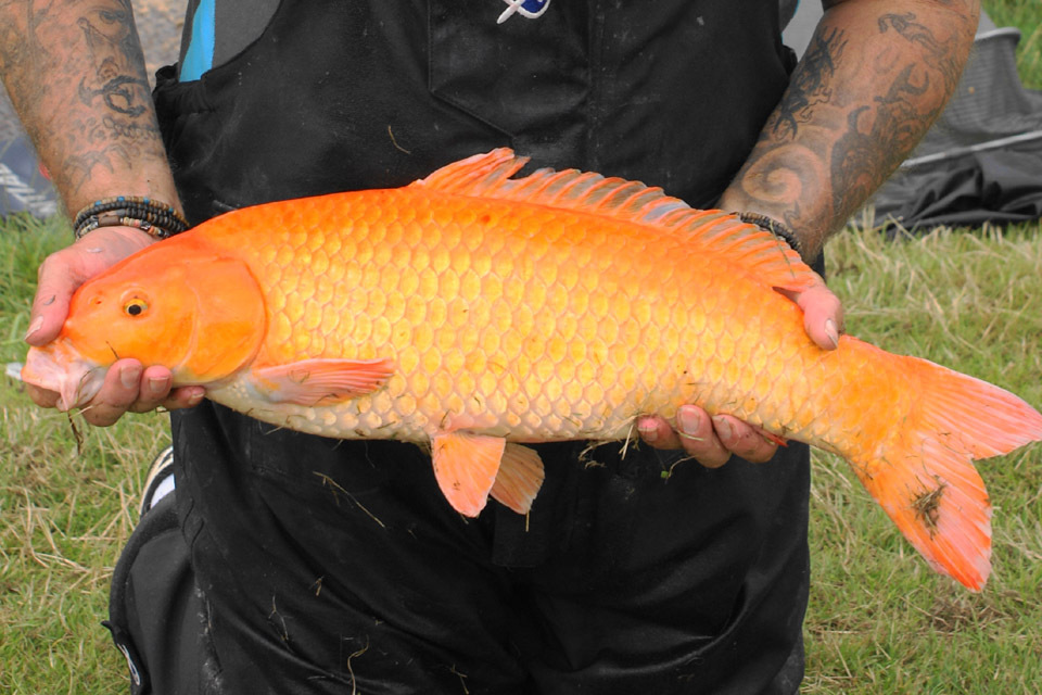 Unwanted cheap pond fish