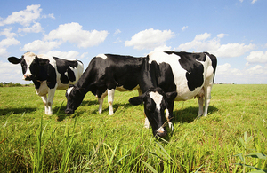 Cows in a field.