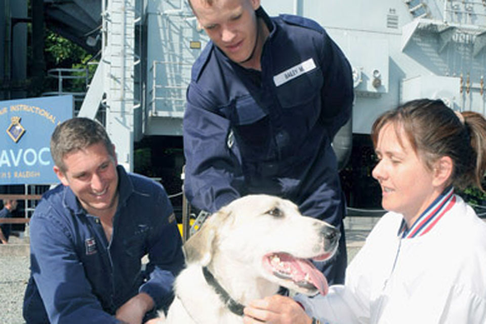 One of the dogs saved by the Nowzad Dogs charity with Navy personnel at HMS Raleigh