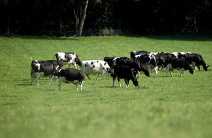 Cows in a field