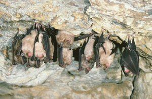 Greater horseshoe bats