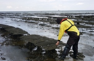 Inspector checking shellfish