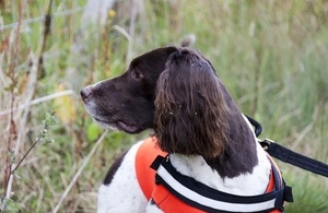 Stig the sniffer dog