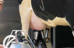 Photo of a cow being milked.