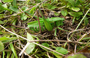 A wart-biter cricket on downland habitat in southern England