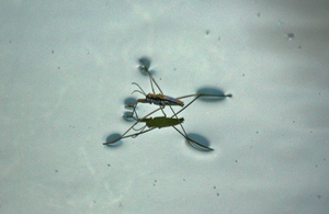 A pond skater on the surface of a pond