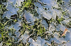 Frosty leaves on grass.