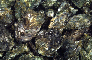 Pacific oysters