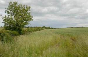 A field of grass with clouds above it