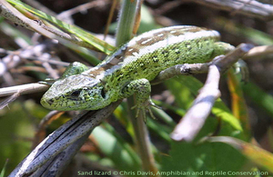 Sand lizard