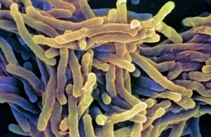 Tuberculosis pathogen