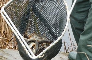 Young fish ready for restocking