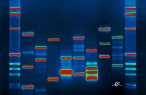 Image of DNA / (credit: Micah Baldwin/CC BY-SA 2.0)