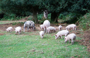 Image of pigs