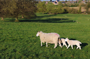 A sheep and lambs in a field