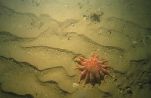 Survey image from Farnes East MCZ showing a sunstar (Crossaster sp.) on subtidal mixed sediments of sand ripples with gravel © Crown copyright