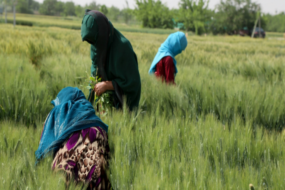 Afghan women in a farm