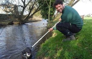 Fish being stocked in Clow Beck